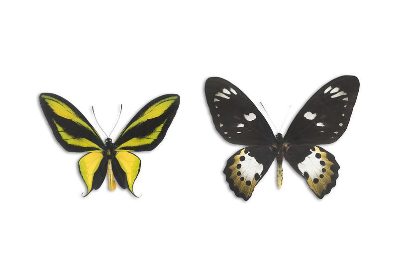 파라다이스버디윙왕나비.jpg 이미지