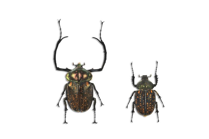 퍼라카누스앞장다리풍뎅이.jpg 이미지