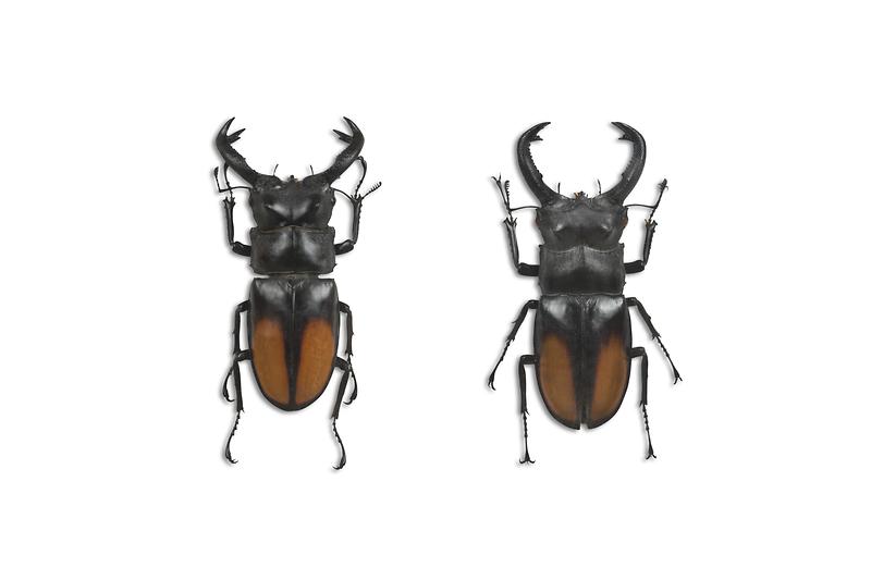 페리사슴벌레.jpg 이미지