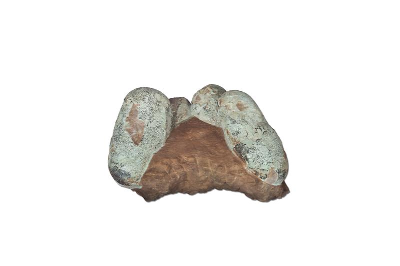 프로토케라톱스.jpg 이미지