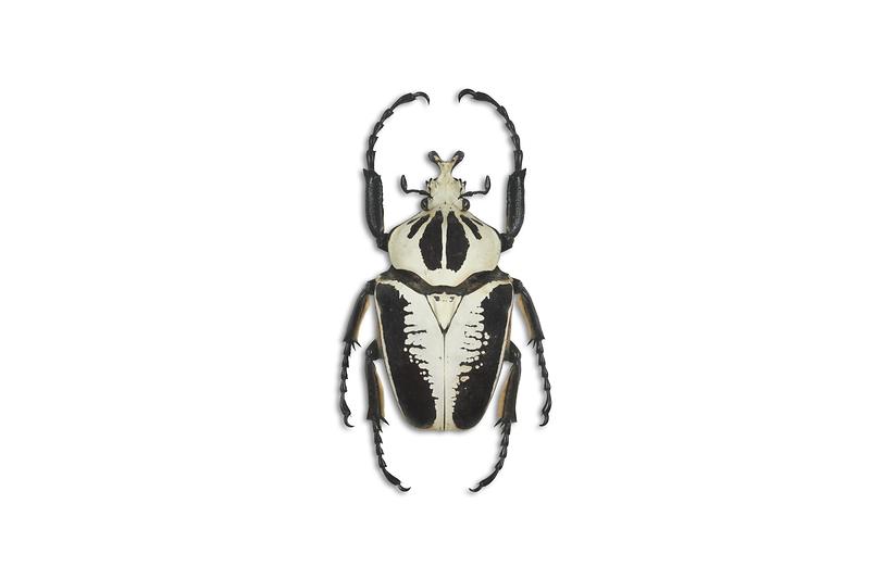 레기우스큰뿔꽃무지.jpg 이미지