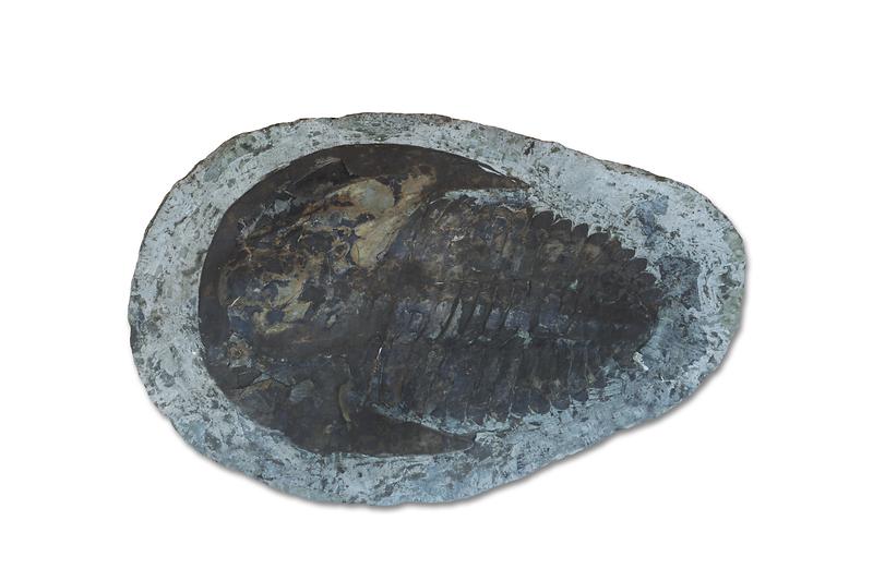 삼엽충.jpg 이미지