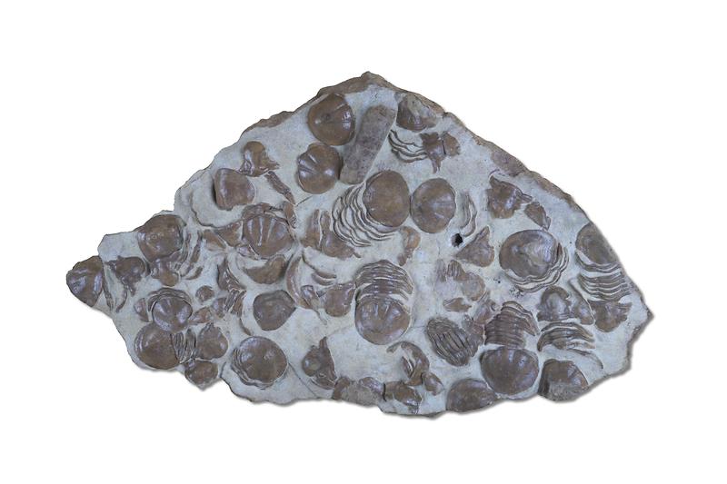 삼엽충_탈피.jpg 이미지