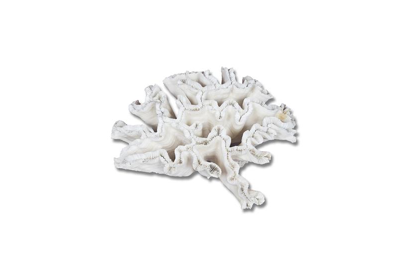 산호1.jpg 이미지