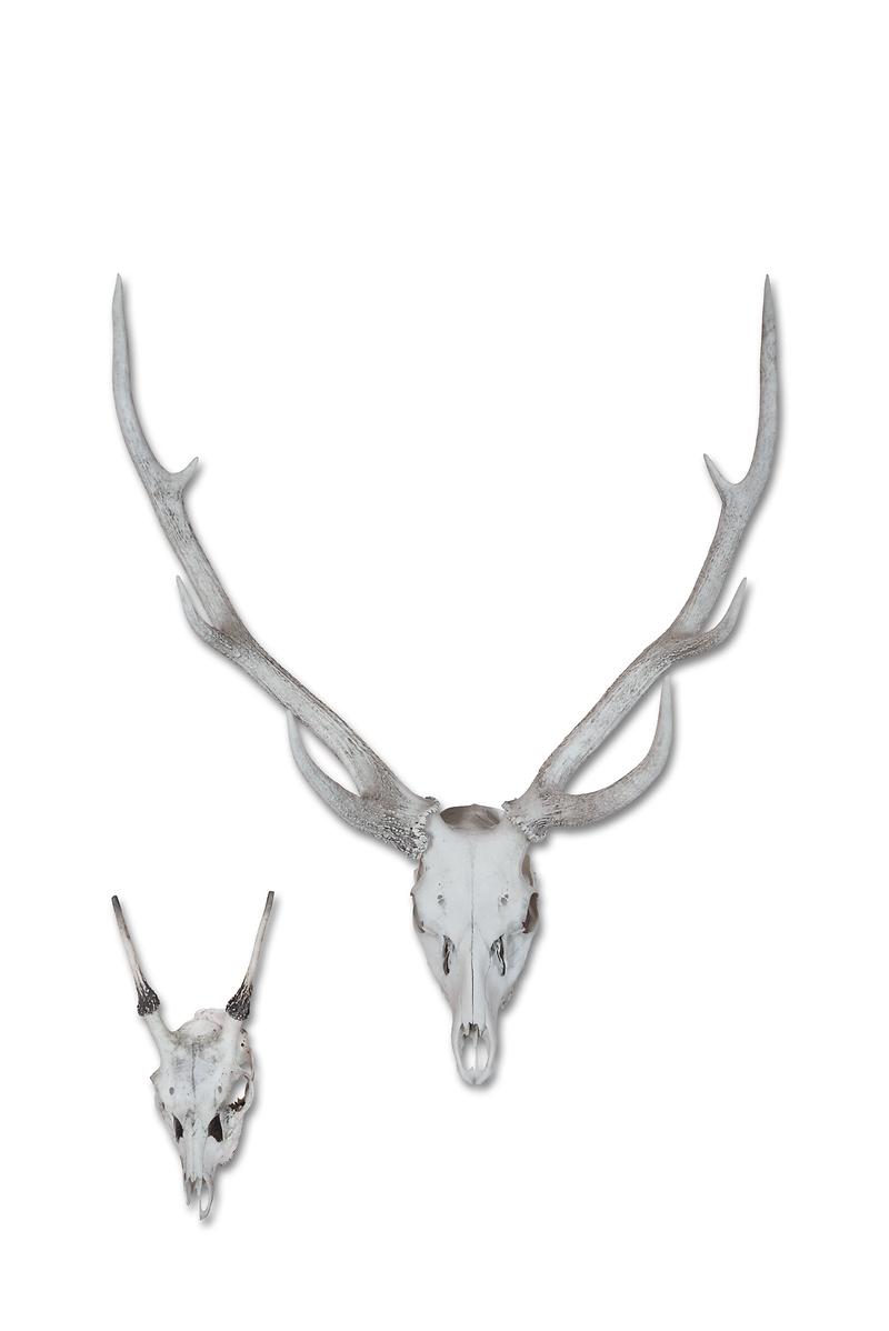 사슴두개골.jpg 이미지