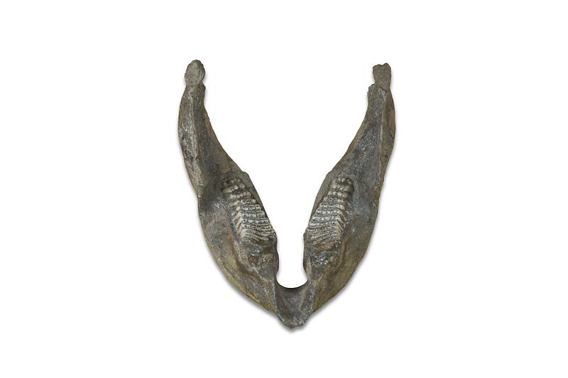 스테고돈_하악.jpg 이미지