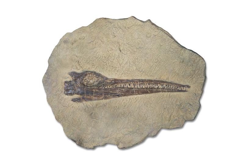 스테놉테리기우스.jpg 이미지