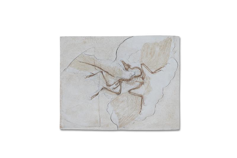 시조새.jpg 이미지