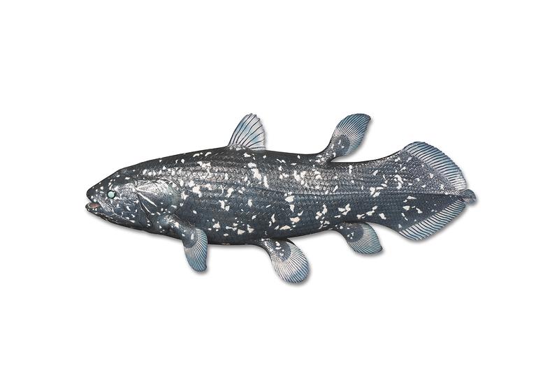 실러캔스.jpg 이미지