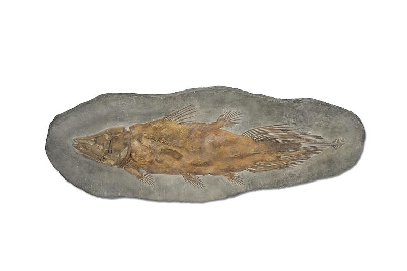 실러캔스.jpg 이미지