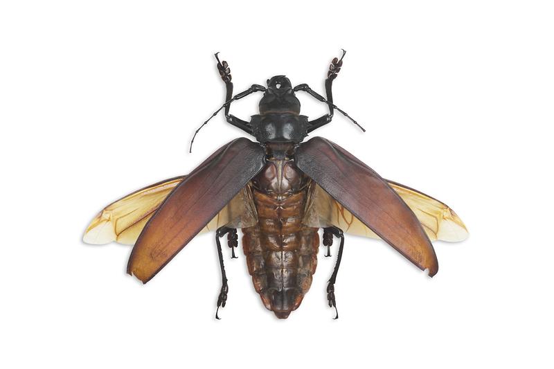 타이탄하늘소.jpg 이미지