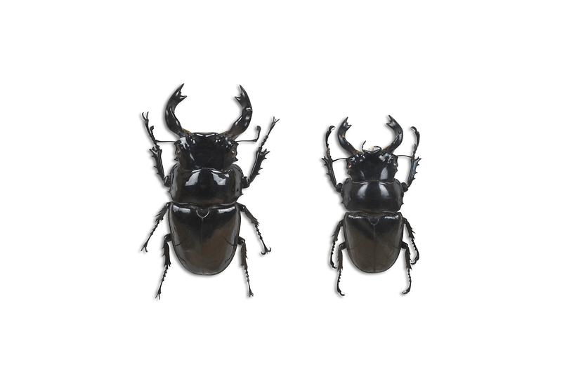 타란듀스광사슴벌레.jpg 이미지