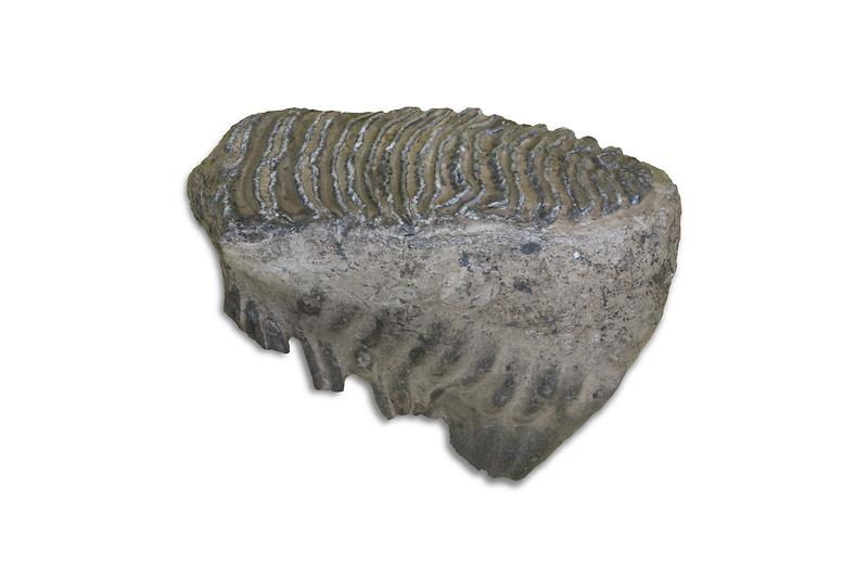 털매머드_협치.jpg 이미지