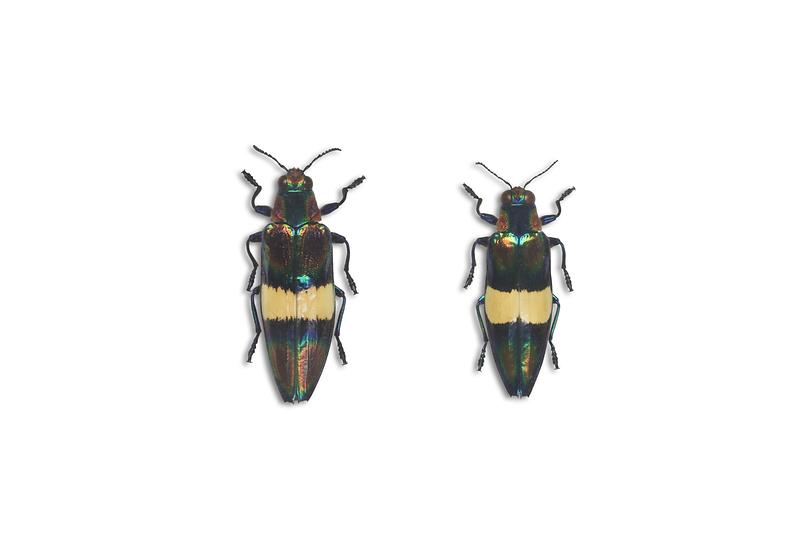 토올고에티비단벌레.jpg 이미지