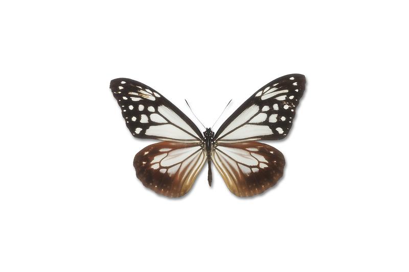 왕나비.jpg 이미지