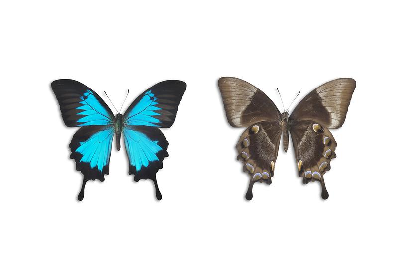 율리시즈청제비나비.jpg 이미지