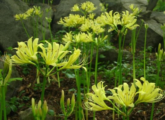 Jeang-soo-sa_Sang-sa-hoa(1)