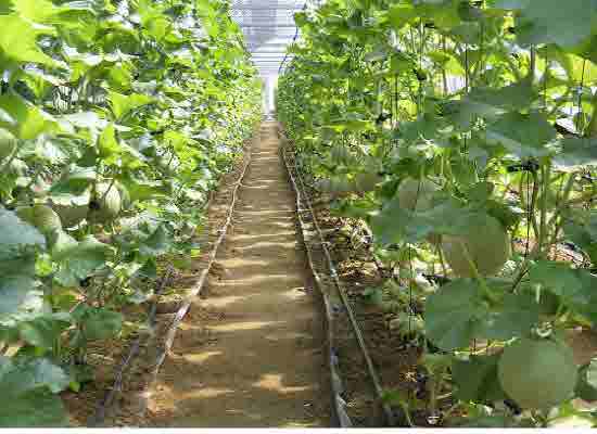 0407_On-chean-mel-lon_Chead_Soo-hoak