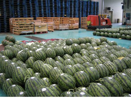 0707_섬_수박출하