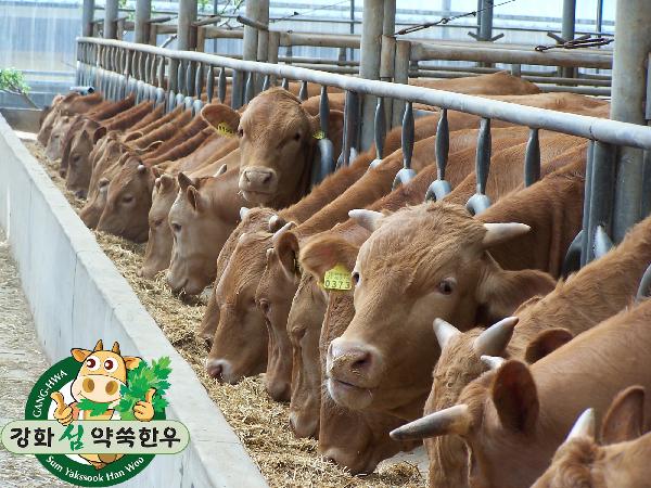 0715_약쑥사료_먹는_한우1