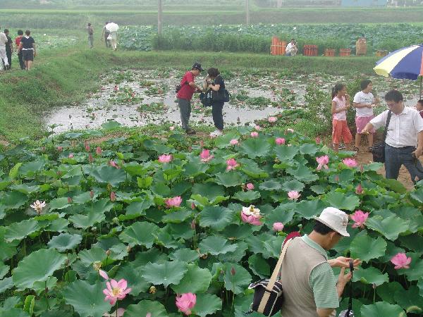 0723_연꽃축제