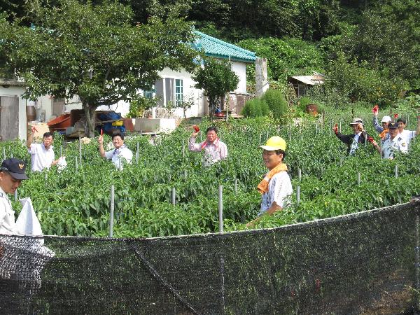0807_삼산면_미법도_방문_고추따기