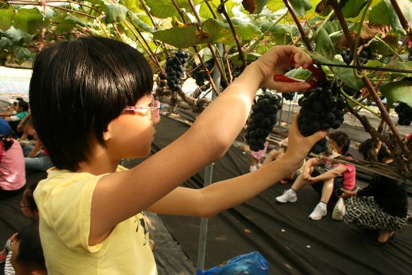 0922_포도따먹기체험행사