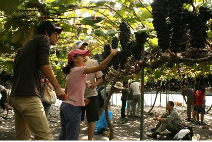 0922_섬포도따먹기_행사