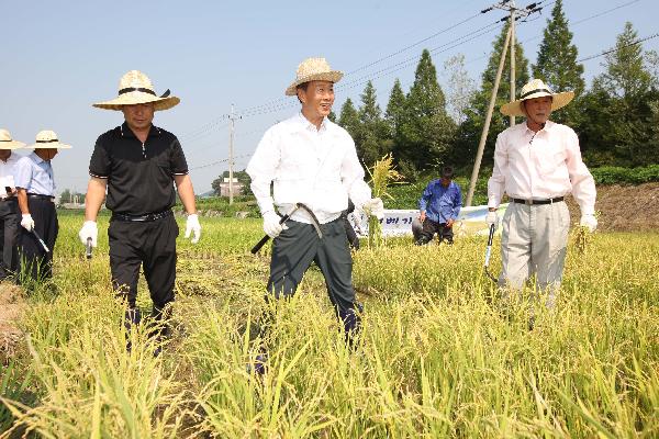 1005_안덕수_군수_벼베기