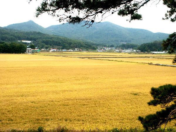 1005_황금들__으로_변한_강화도_들판