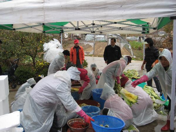 1116_화도면_김장김치나눔행사