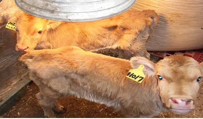 0302_수정란이식_송아지