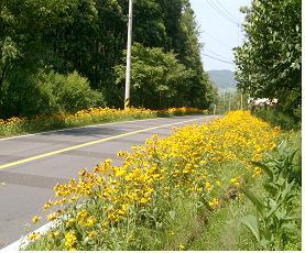 0305_덕고개_루드베기아_꽃길