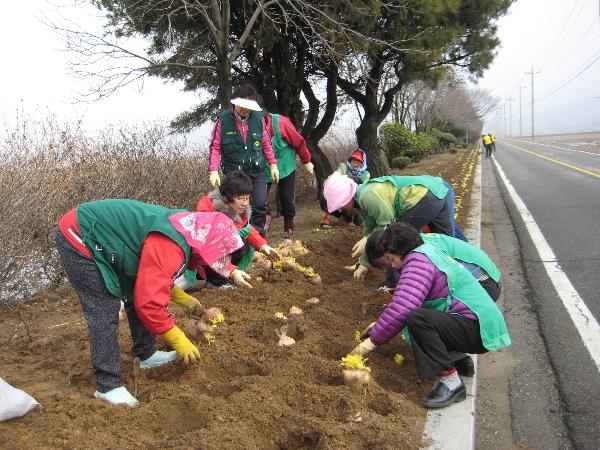 0325_화도면부녀회_순무꽃길조성2