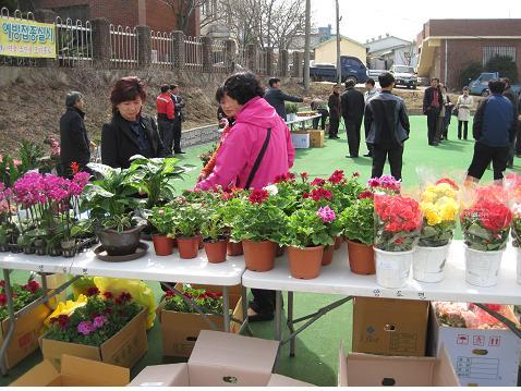 0325_양도면_꽃_판매행사