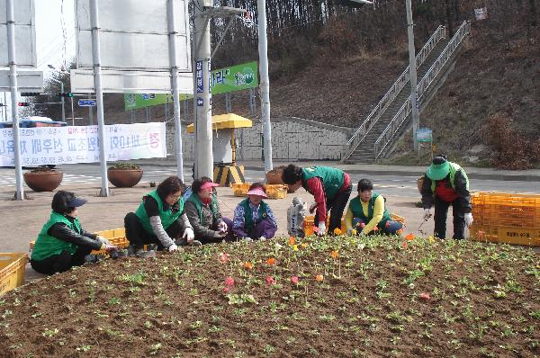 0326_선원면_부녀회_꽃길조성