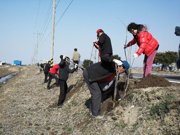 0329_하점면_주민자치위_감나무보식작업
