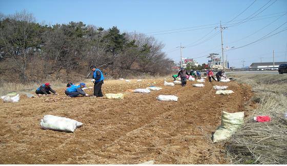 0330-4_길상면_순무꽃길조성