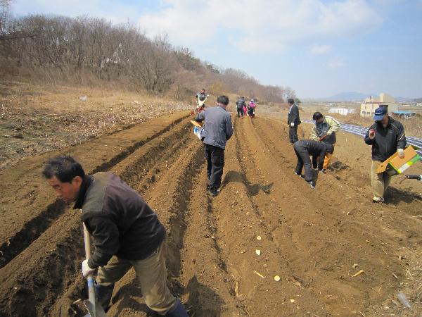 0407_내가면_감자식재