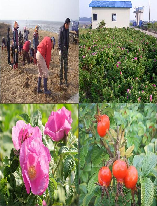 0421_해당화식재장면