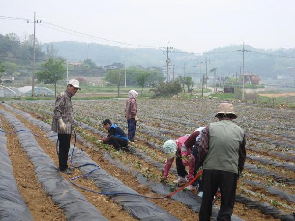 0519_화도면주민자치위_고구마심기행사장면