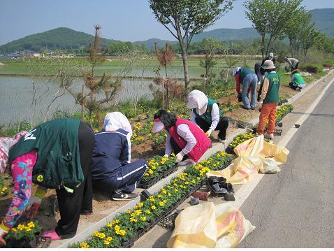 0607_양도면_부녀회_꽃길조성장면