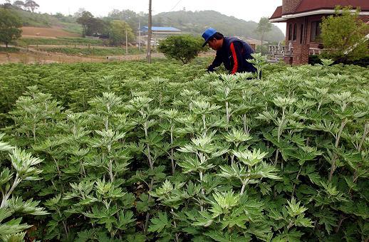 0611_강화약쑥채취체험자_모집