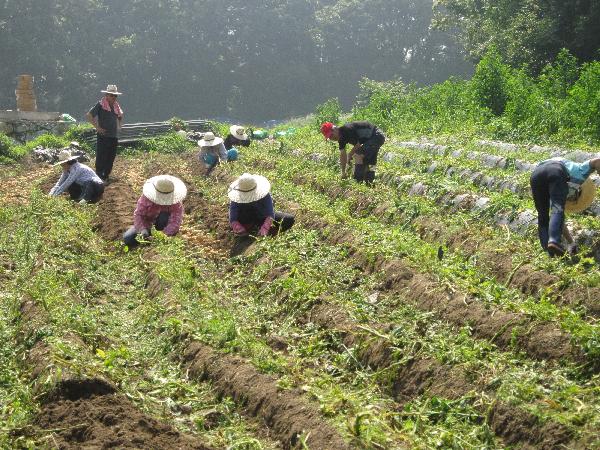 0707_감자수확