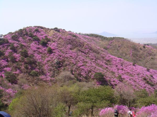 0425_진달래_예술제_사진JPG