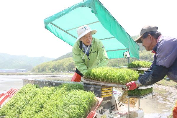 0516_군수님_모내기_사진