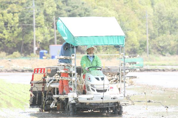 0516_군수님_모내기_사진_1