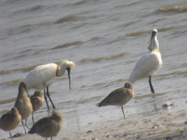 0614_저어새_사진(서도면)