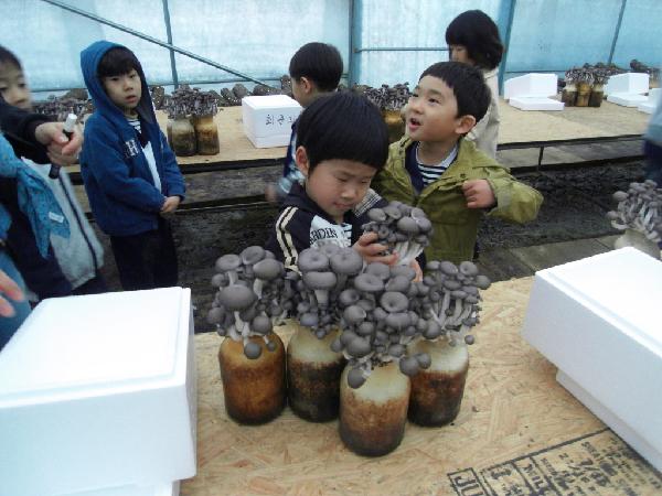 0808_버섯수확체험