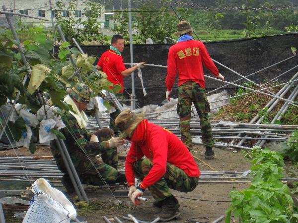 0812_화도면_태풍피해_농가_대민지원